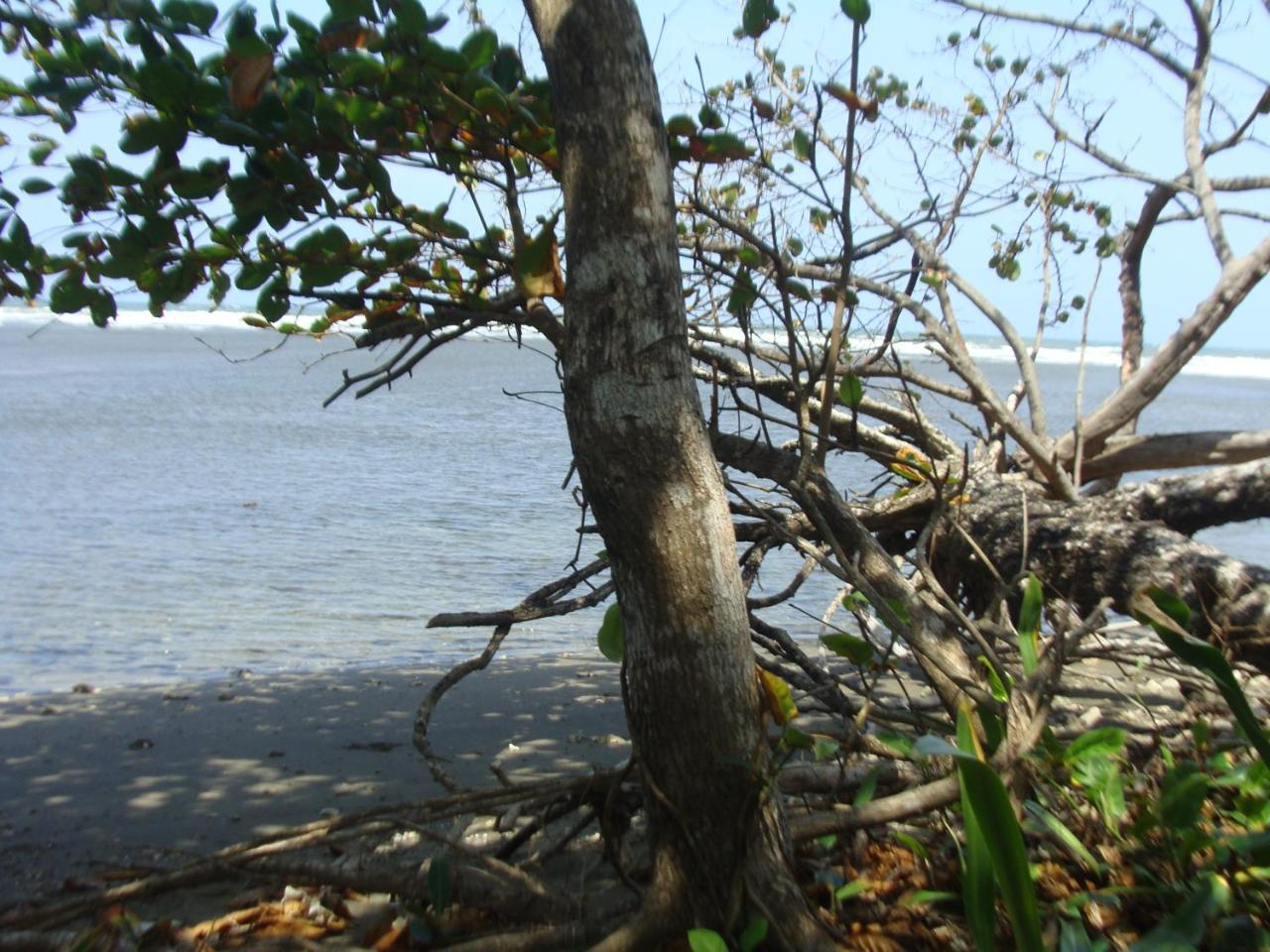 Apartamento En Balabeach Maria Chiquita In Front Of The Beach 2Hab 科隆 外观 照片